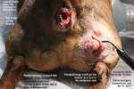 old dachshund fast growing large soft tumour. lipoma or liposarcoma. Best to get it excised. toapayohvets.com singapore