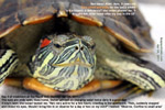 red eared slider eyes closed and puffy for last 2 weeks, now open after 4 days of treatment, toapayohvets, singapore