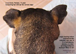 haematoma-abscess-tumour-behind-below-right-ear-scratching-otitis-externa-old-dog-singapore