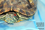 8-inch long red-eared slider turtle with puffy and swollen eyes - singapore - toapayohvets